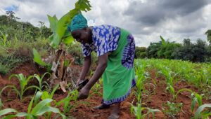 Digital-Agriculture-Africa-sdf-copyright-FSPN-Africa